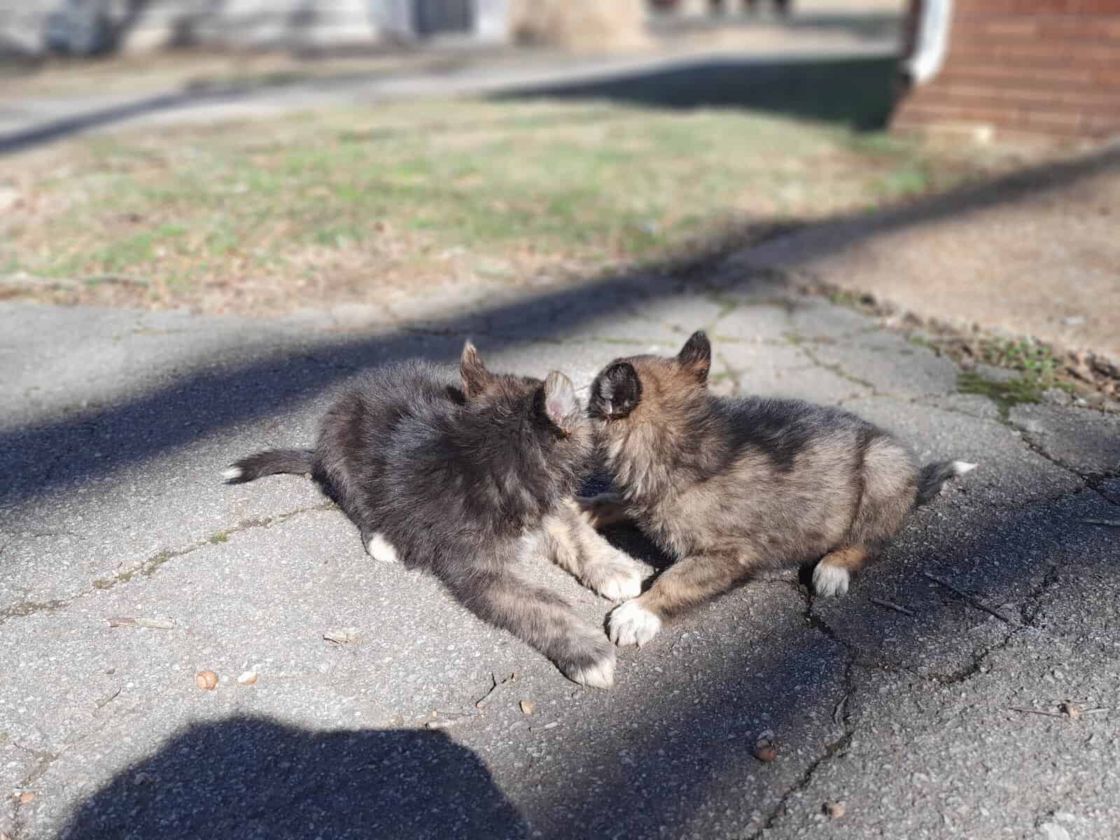 German sheperd/husky mix puppies ready to be rehom image 10