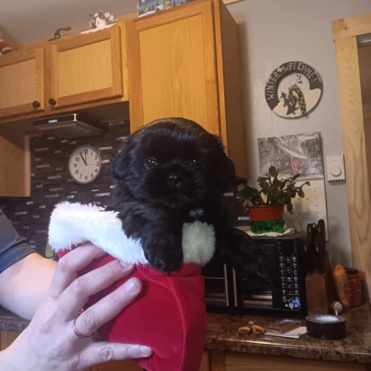 Shih tzu puppies for sale image 1