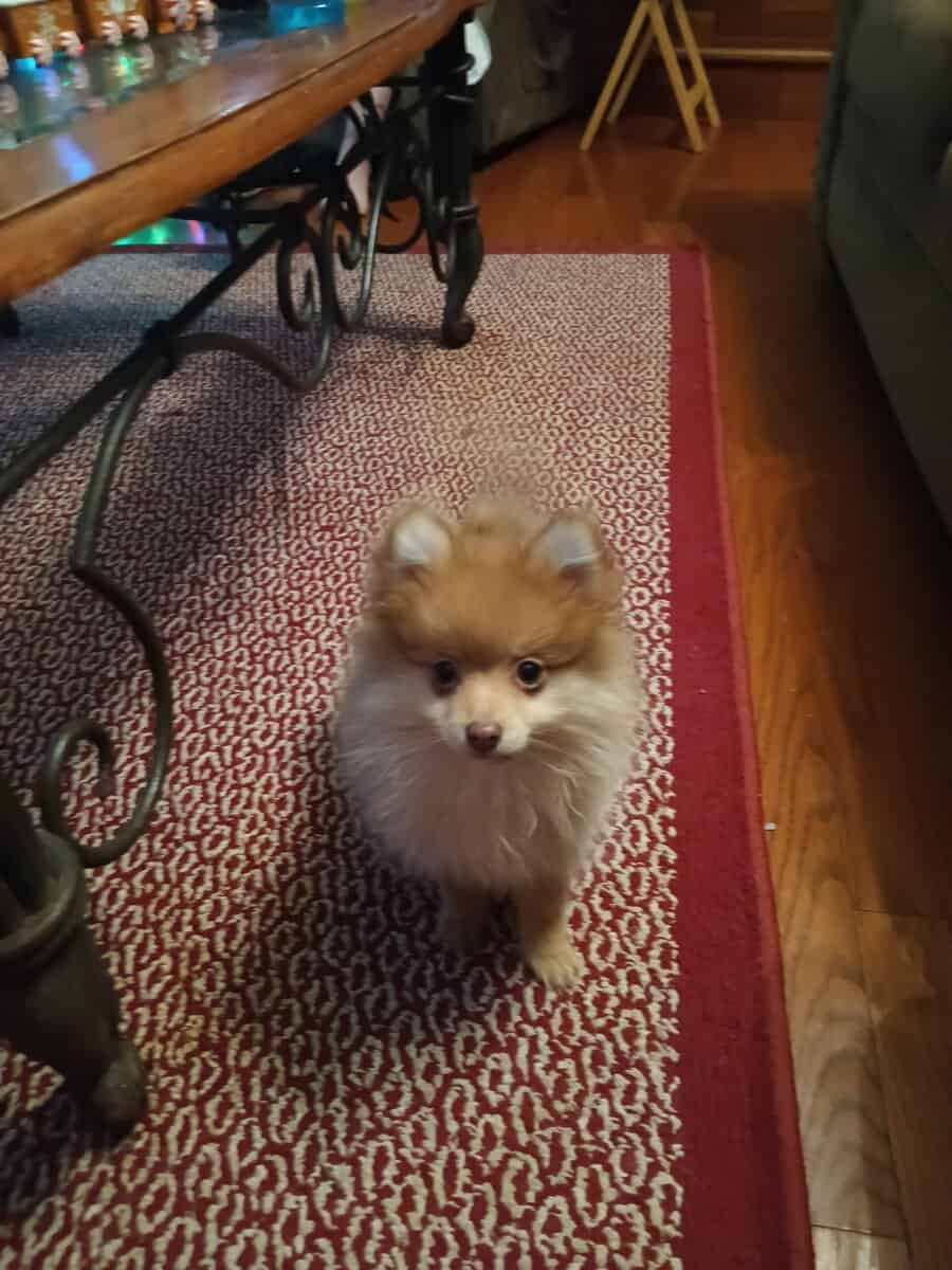 Pomeranian puppy image 5