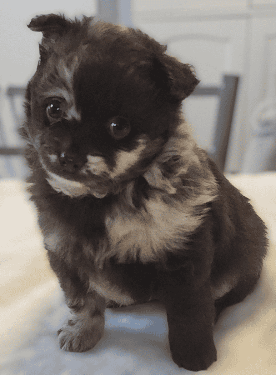 Pomapoo and Maltipoo image 2