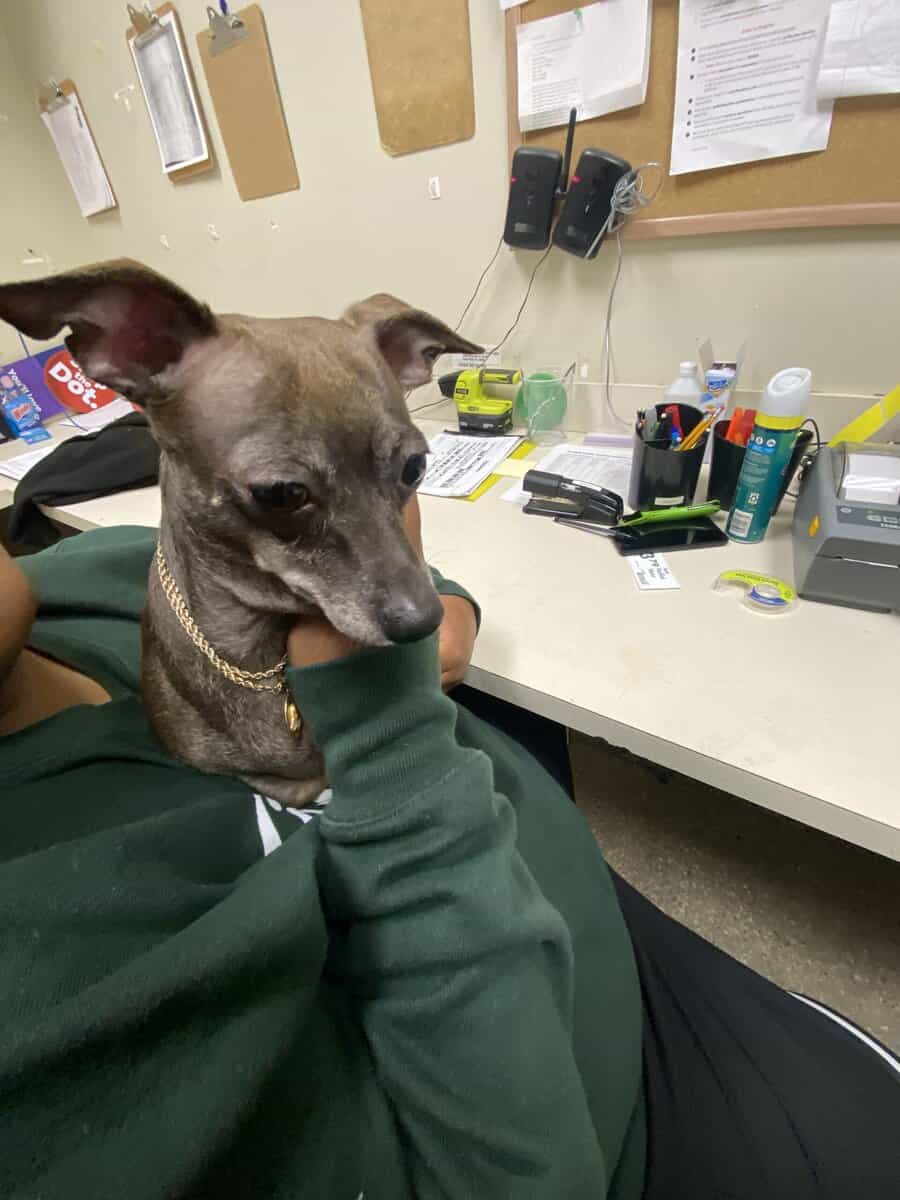 Chihuahua image 2
