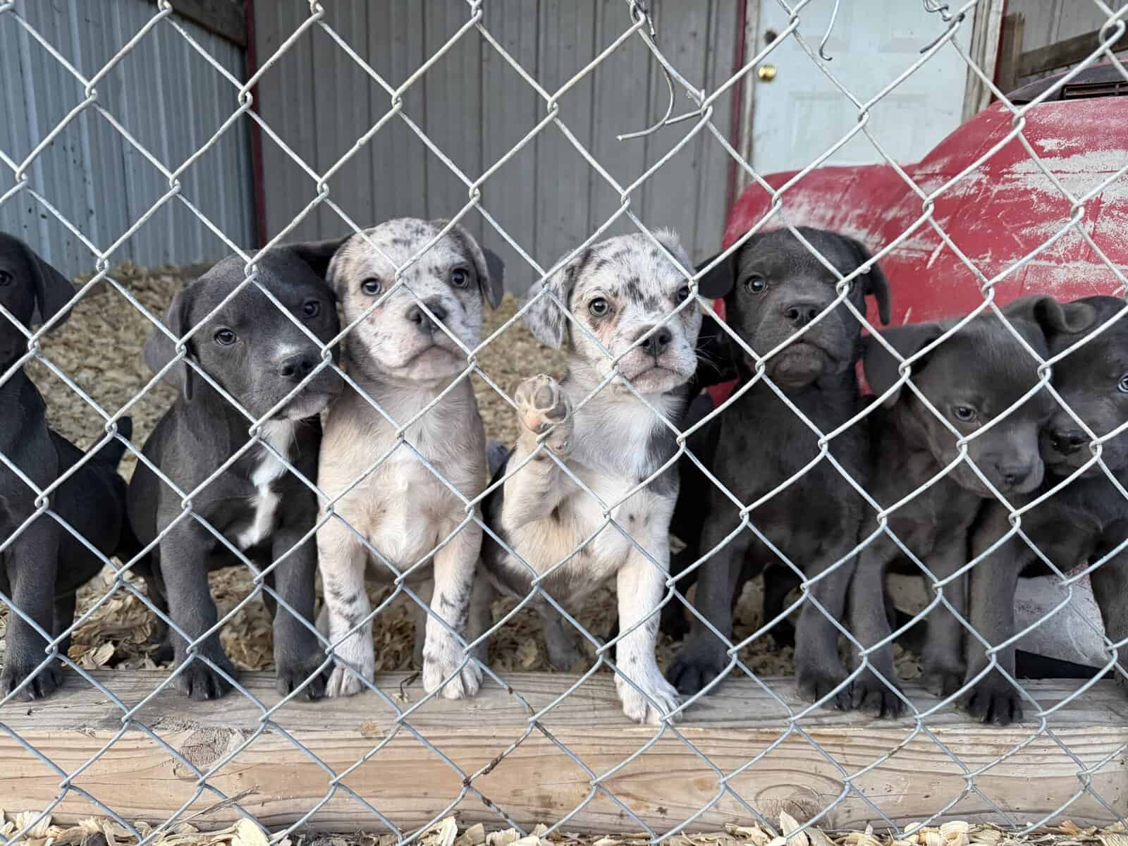 Zelda x Tiaga: Frenchador Litter image 13