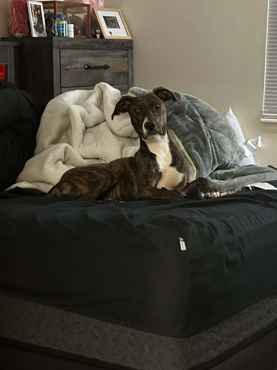 Plott Hound image 2