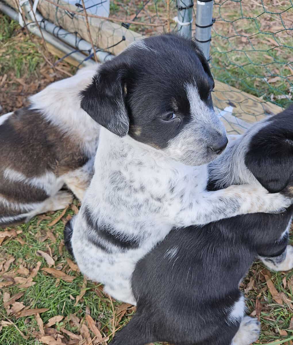 Texas Heeler Puppies image 4