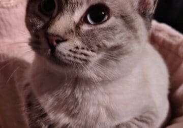 1 Male and 3 Female Siamese need adoption!