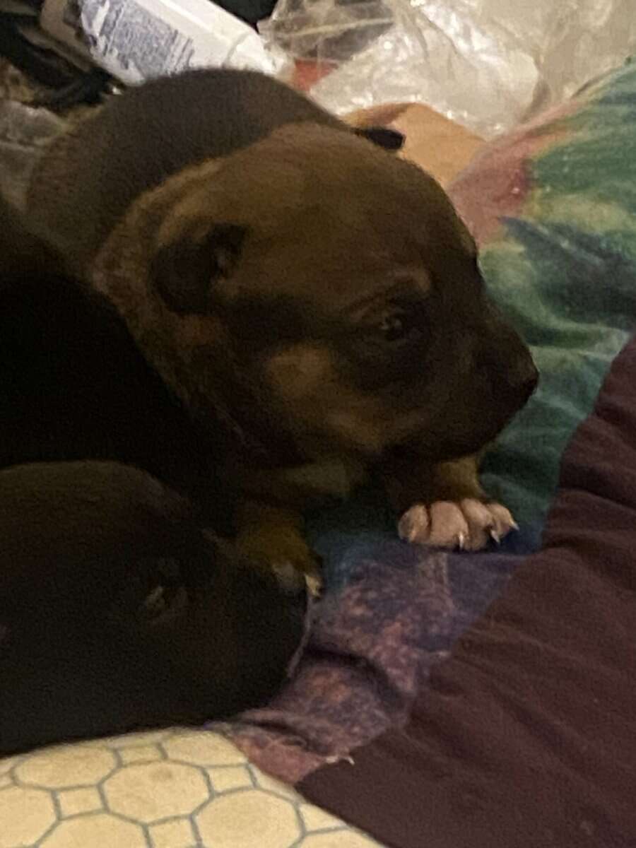 Cuteeee puppies available! image 4