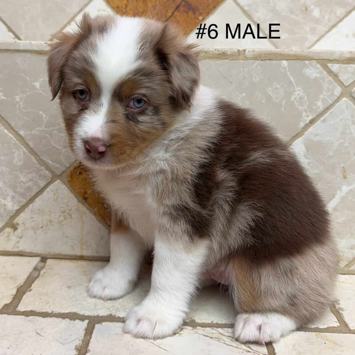 AUSTRALIAN SHEPHERD 7 WKS OLD MALE image 1