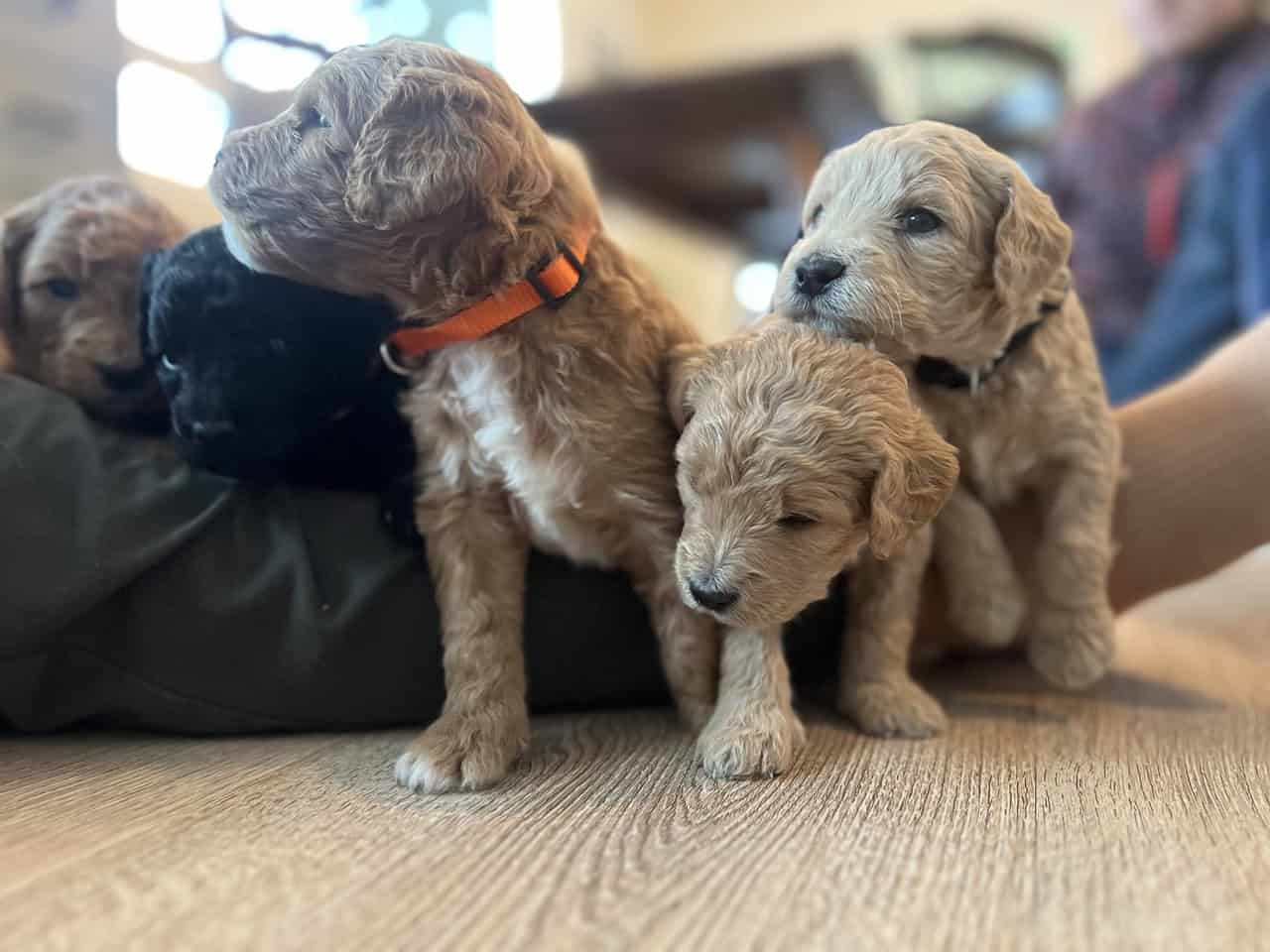 Min1 F1B GOLDEN DOODLE image 1