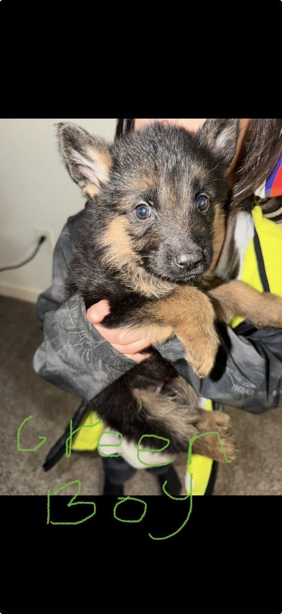 AKC German Shepherd puppies image 5