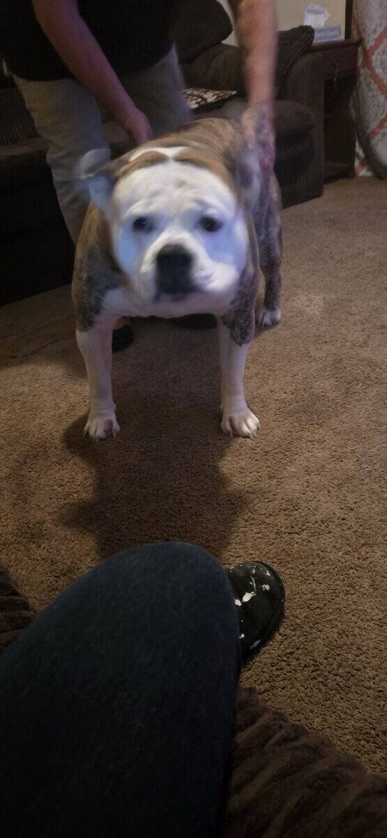 Free American bulldog image 3