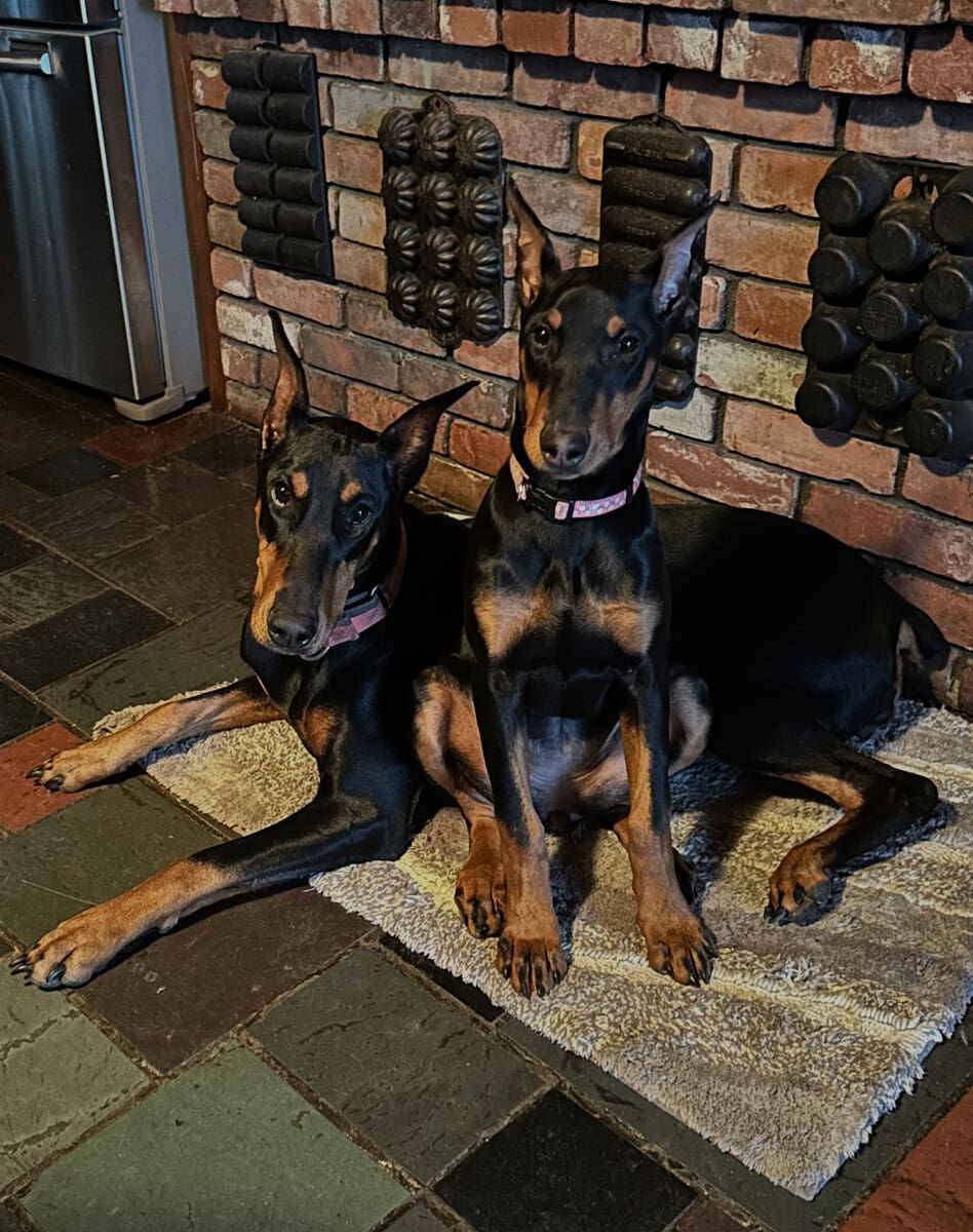 Doberman Puppy image 1