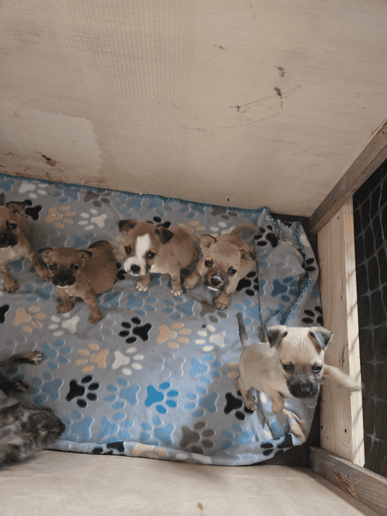 Jack Russell/Pit Mix Puppies image 2
