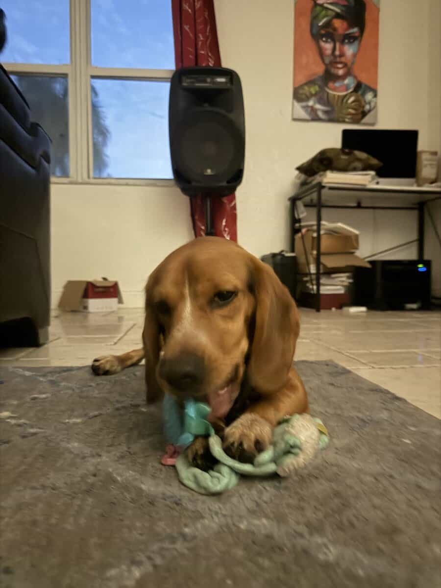 Male Purebred Beagle Seeking a Loving Home image 3