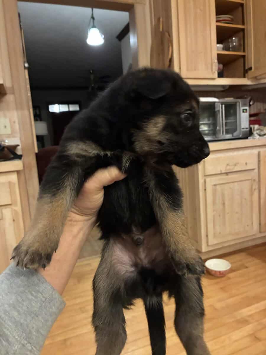 Belgian Shepherd Puppies image 6