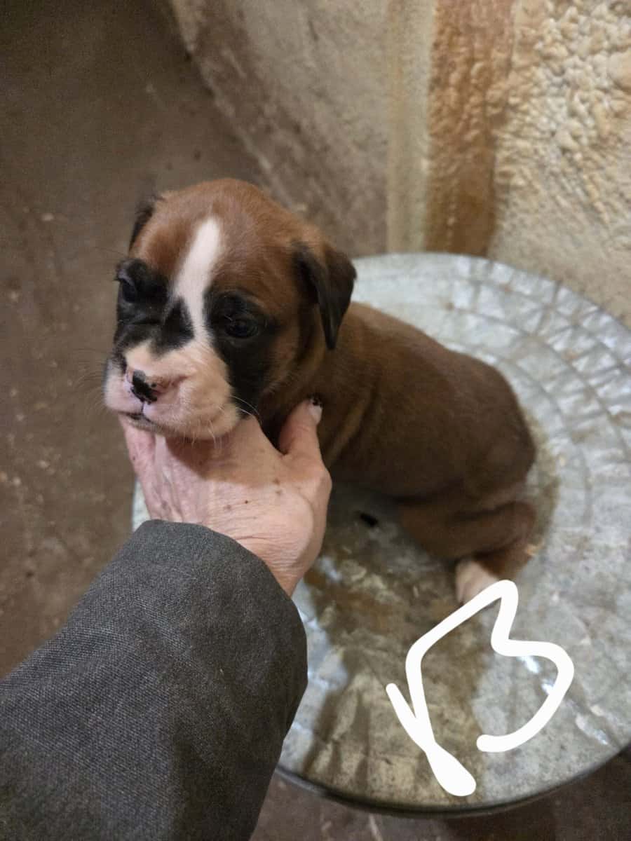Boxer image 1