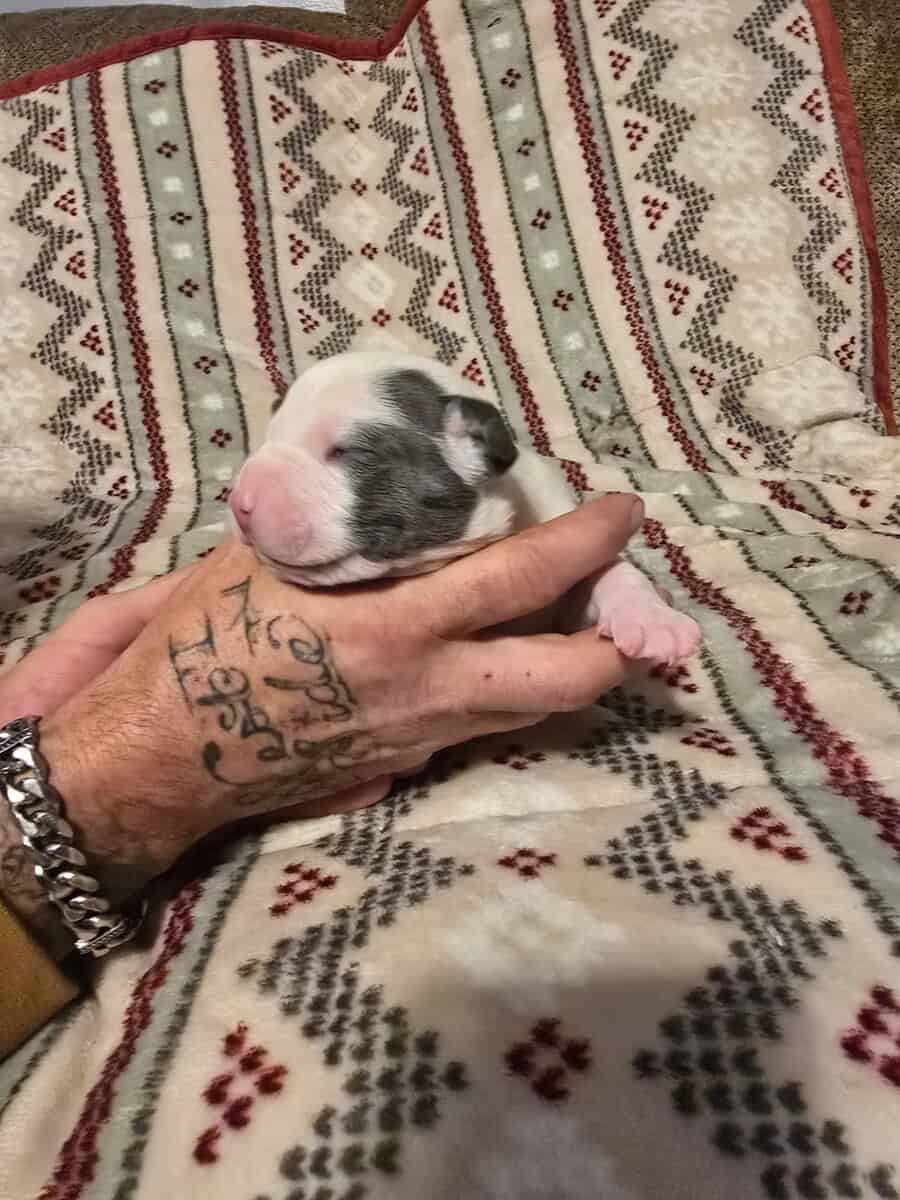 American Bully Puppies image 2