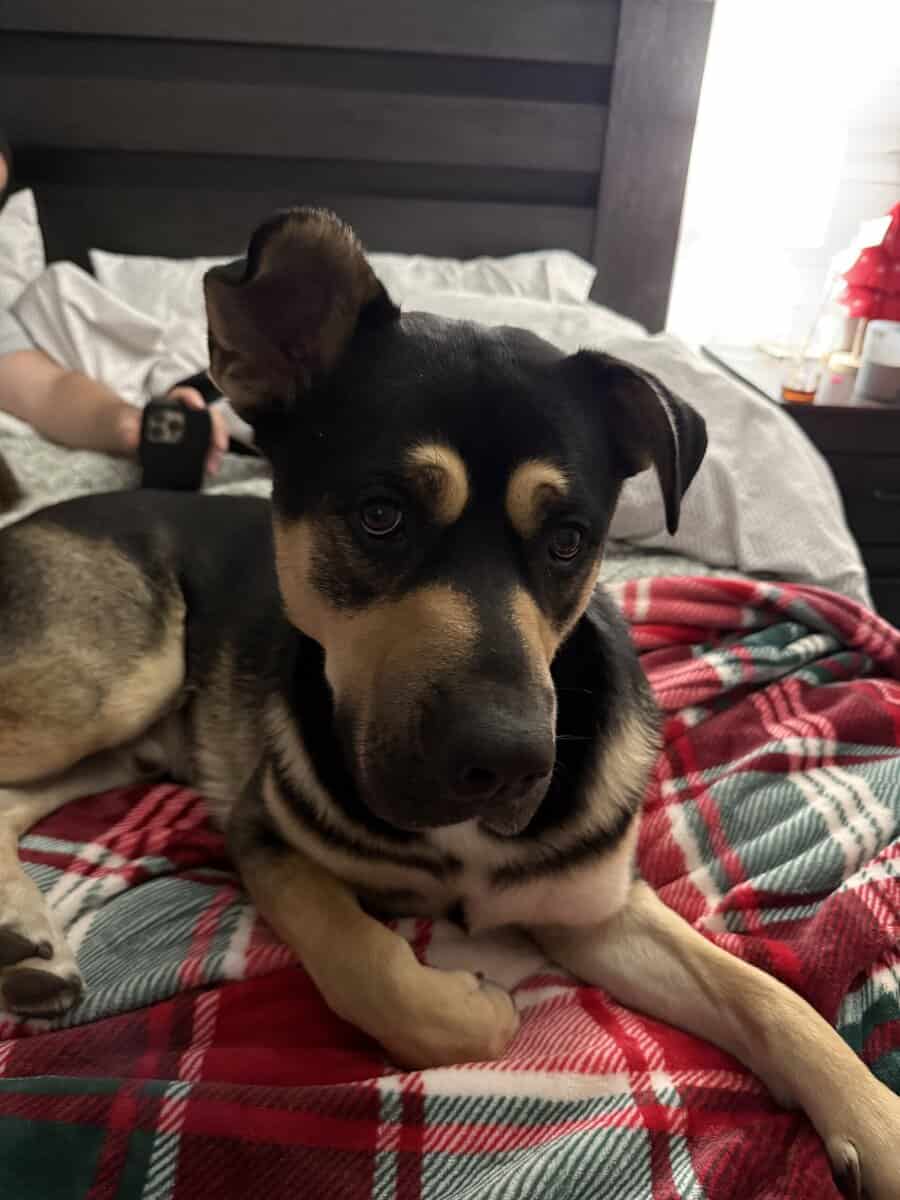 1.5 yo Male Germon Shepard Rottweiler mix image 2