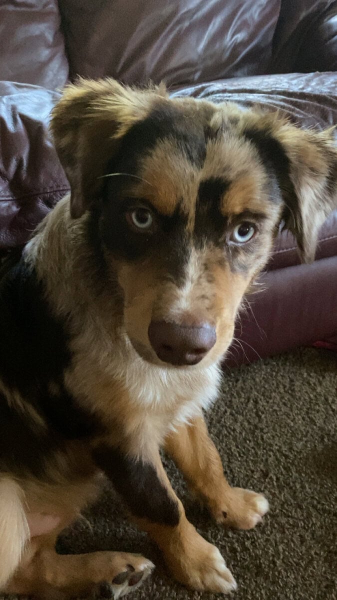 Australian shepherd image 2