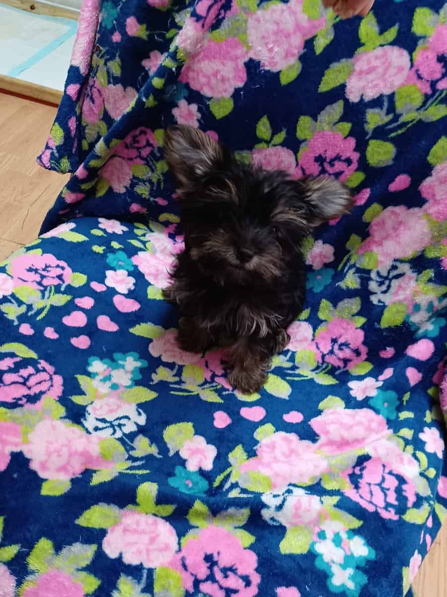 CKC REGISTERED TEACUP YORKSHIRE TERRIER (Girl) image 9