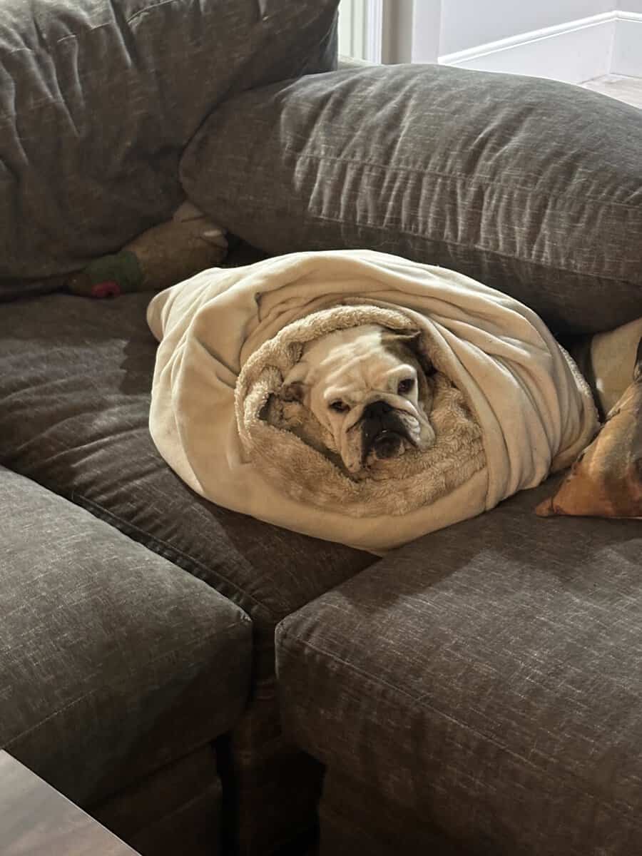 Frenchie and English bulldog mini image 1