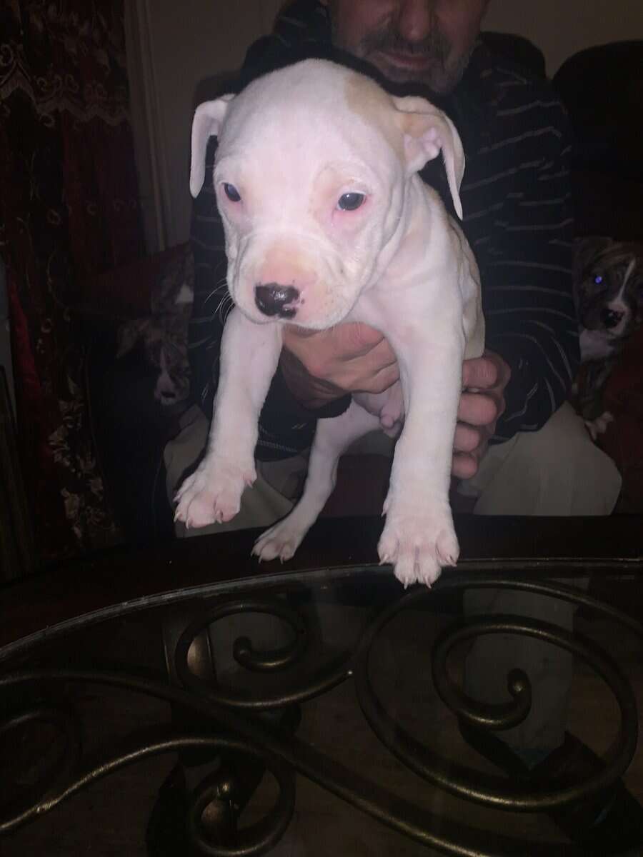 Red nose Puppies for sale image 6