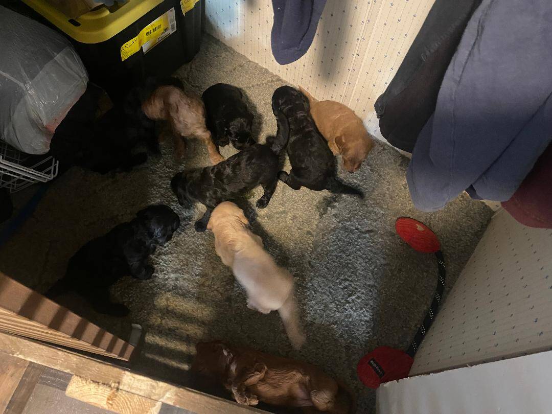 Goldendoodle Puppies image 2