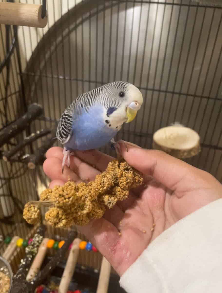 Blue Parakeet (budgie) image 1
