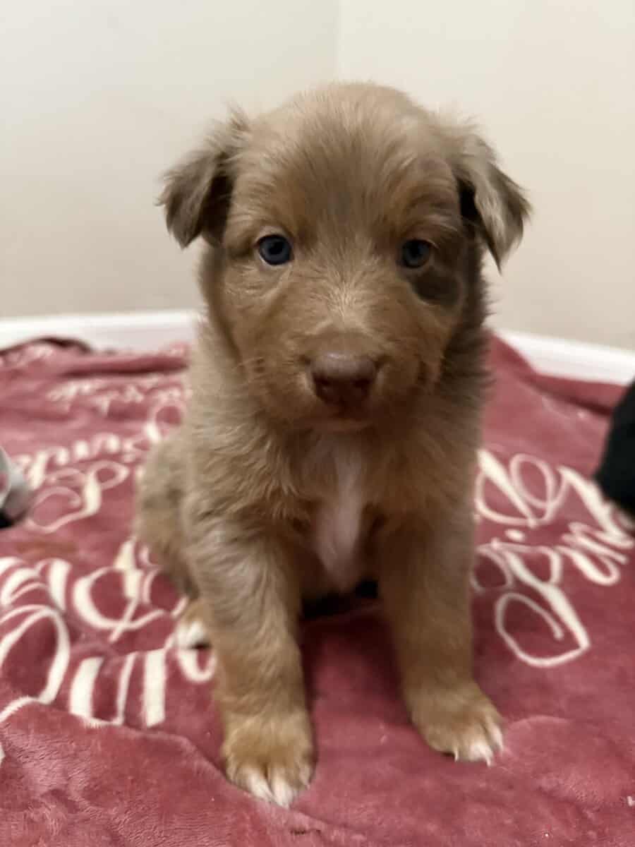 Australian Shepherd Red Merle Male Puppy image 6