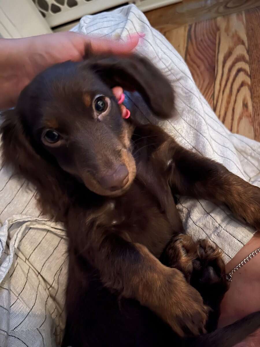 Mini Dachshund Puppy 10 months image 2