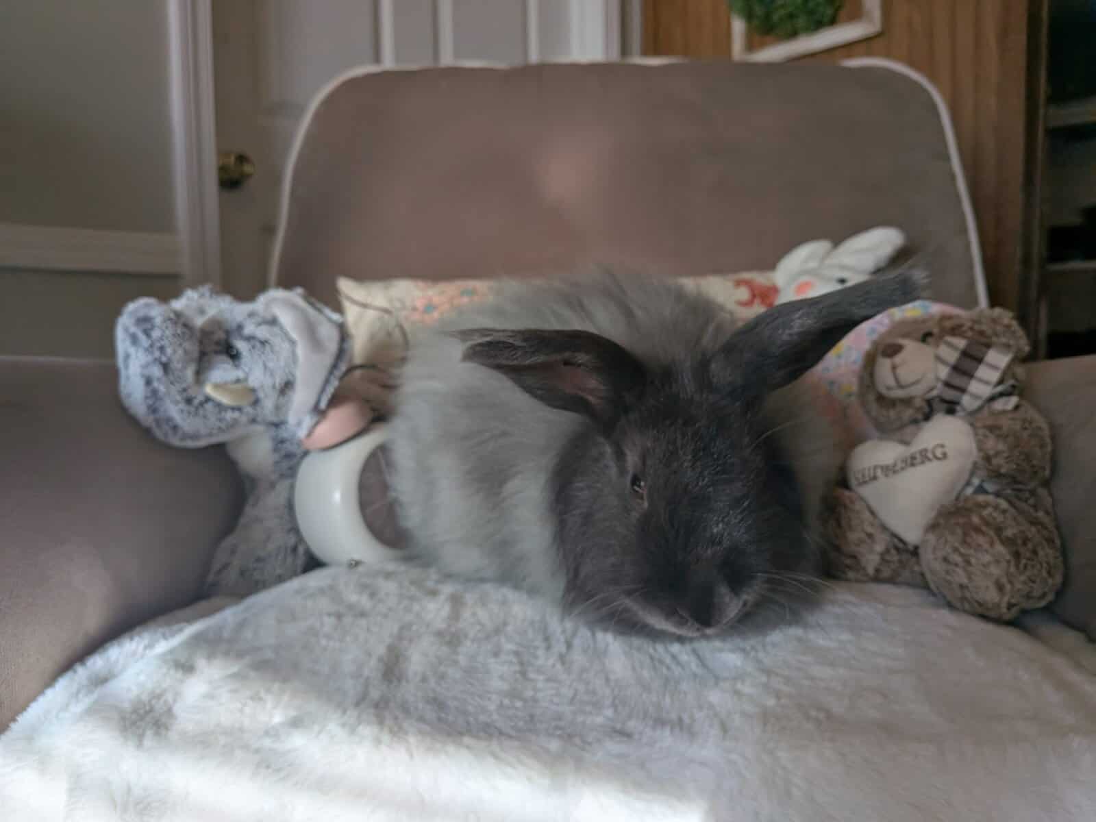 Purebred French Angoras Adults image 4