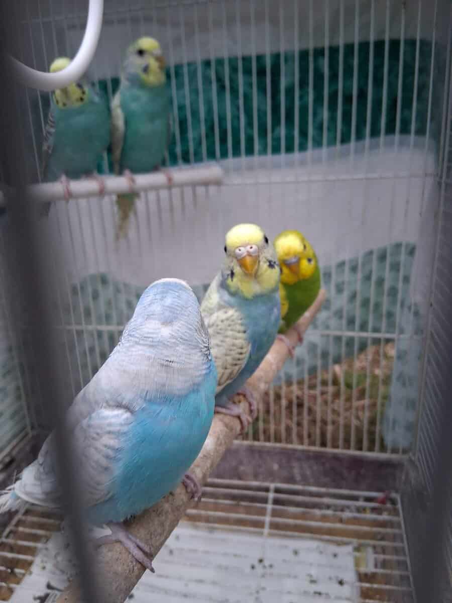 Budgies (Parakeets) image 4