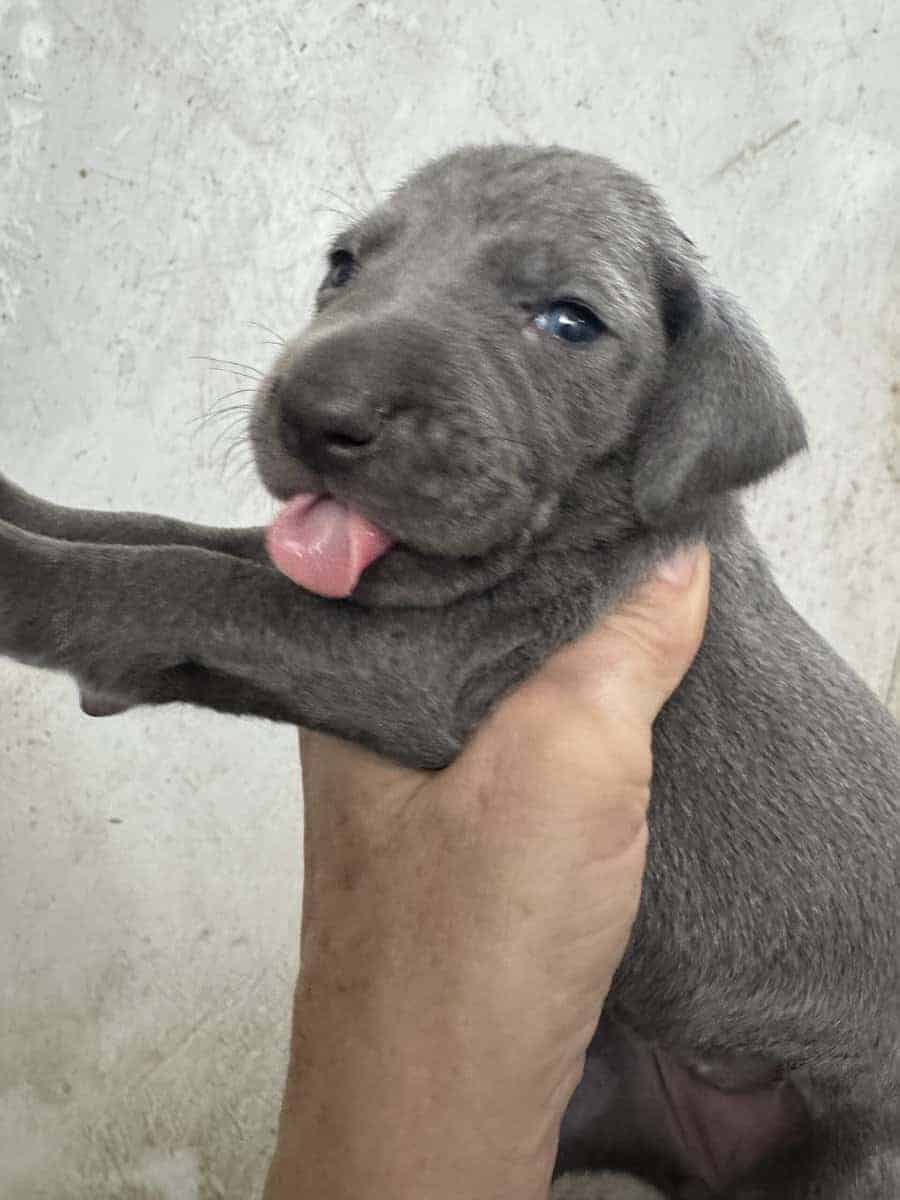 Weimaraner Puppies image 5