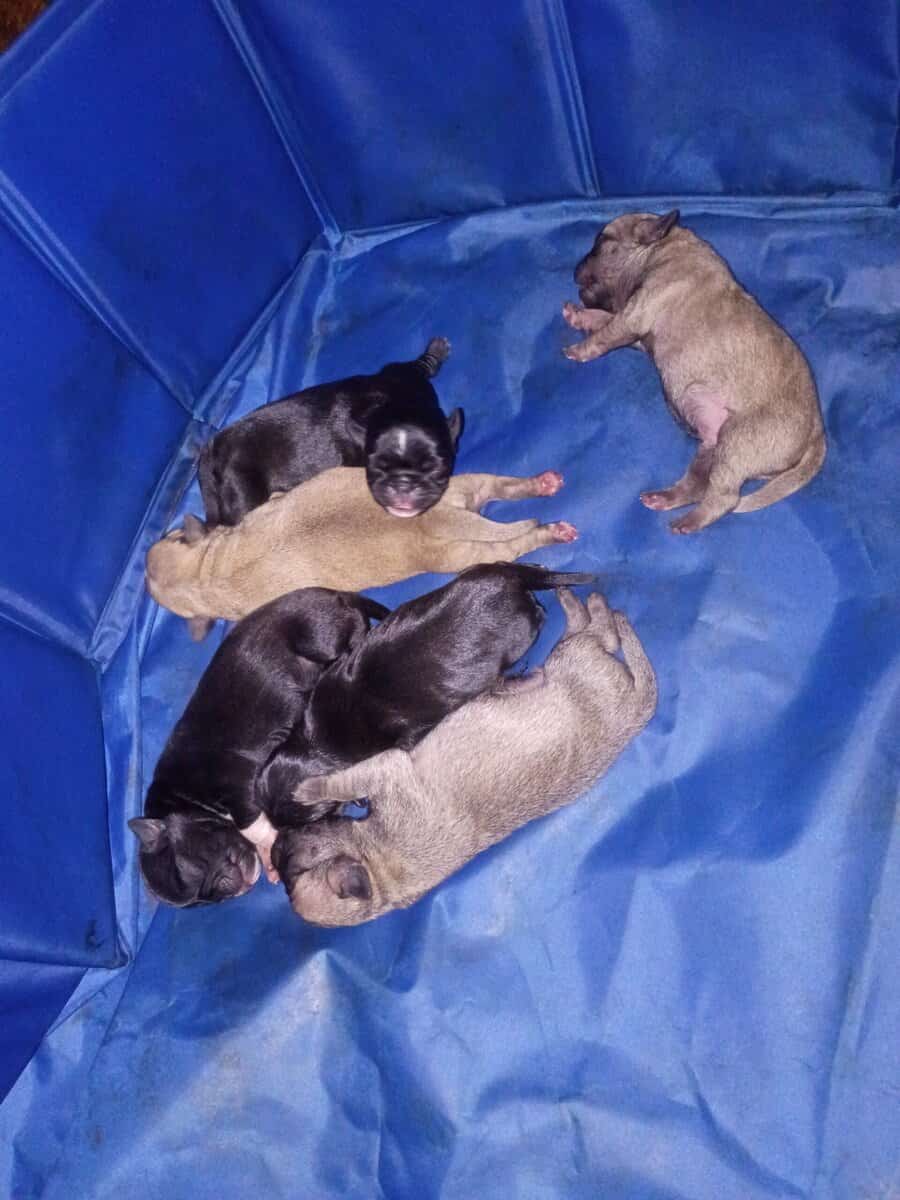Loving Pugs image 1