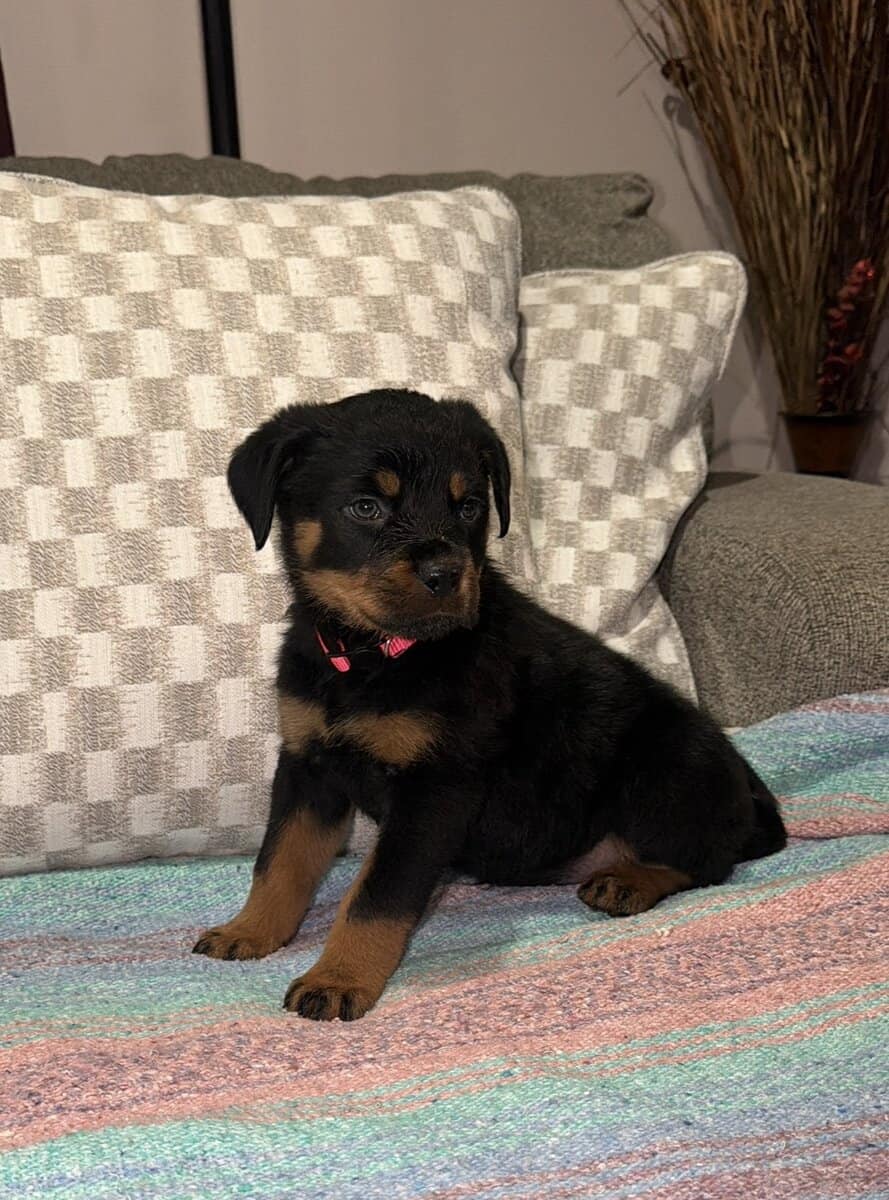 Ready AKC Rottweiler Puppies, no deposit image 6