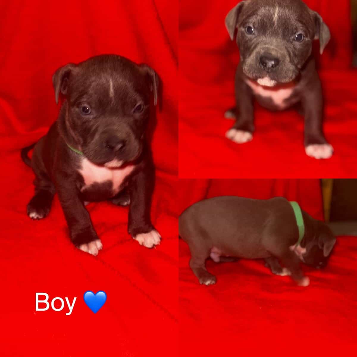 Bully puppies for sale! image 2