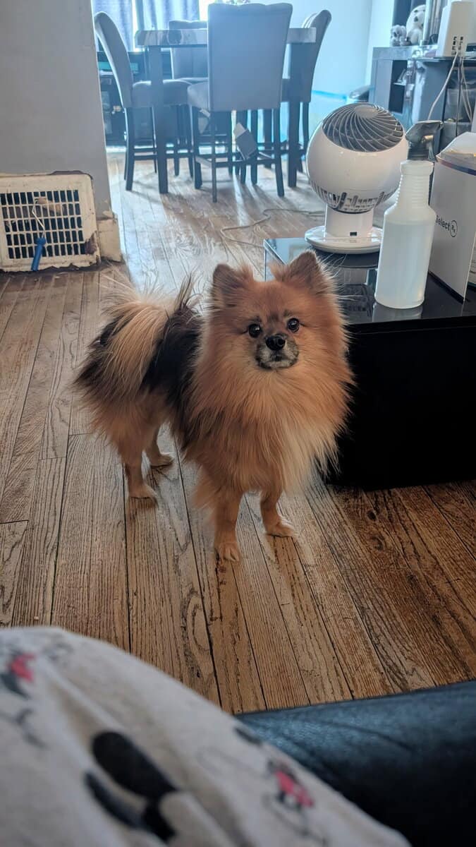 Male pomeranian image 1