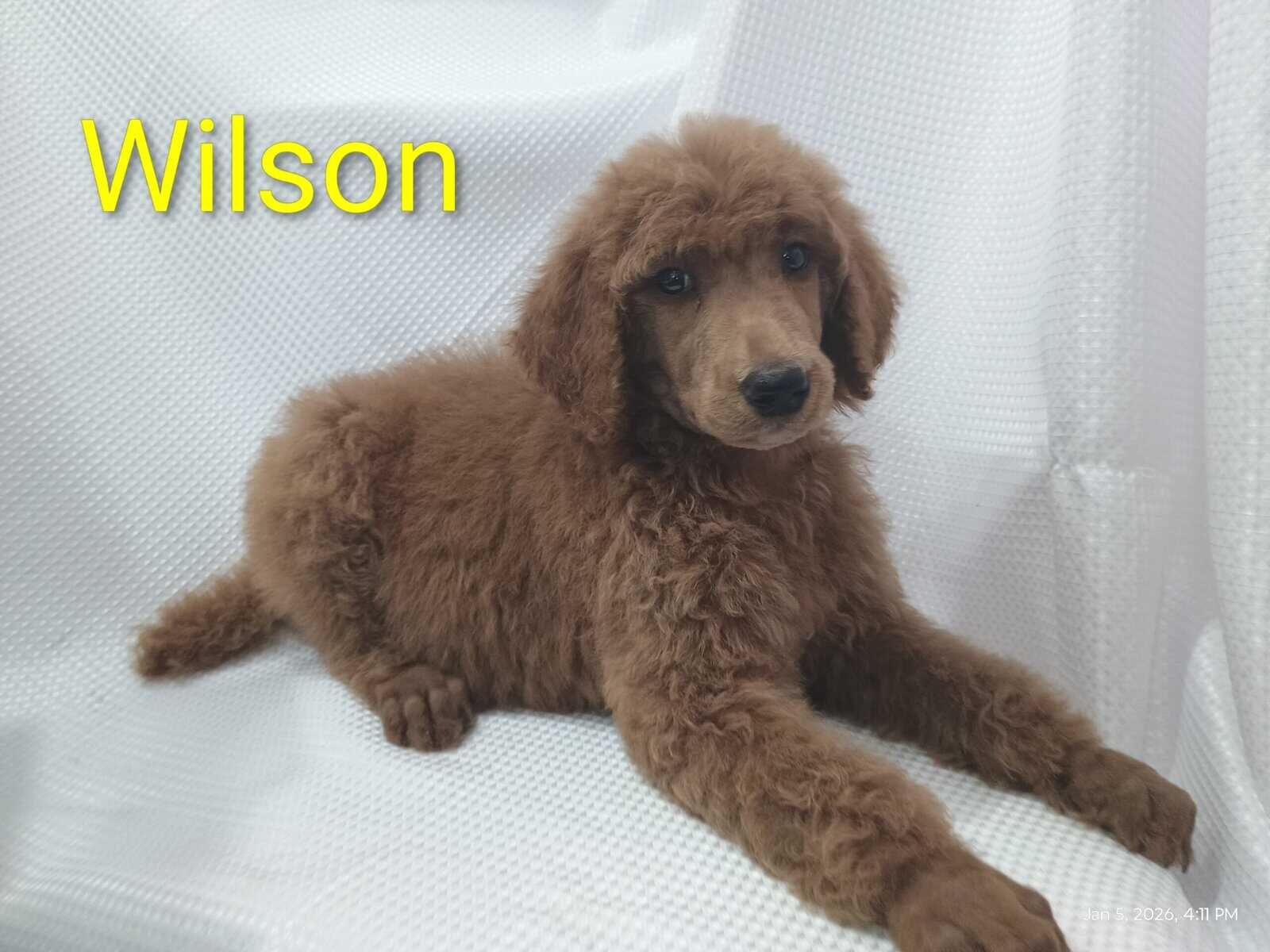 Standard Poodle Puppies (red/apricot) image 2