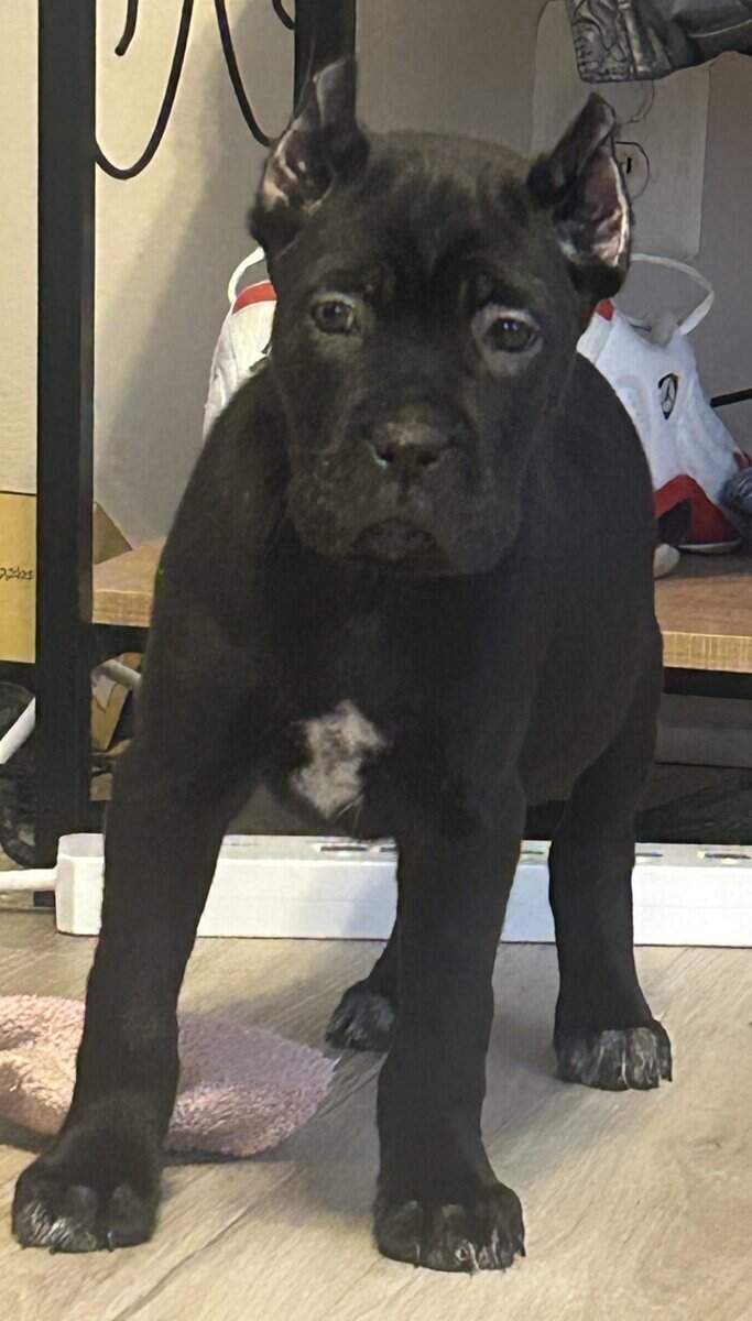 Cane Corso puppies image 2