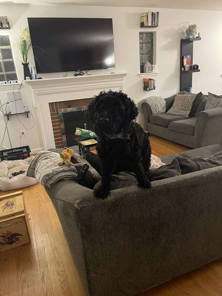 Leo the Doodle image 3