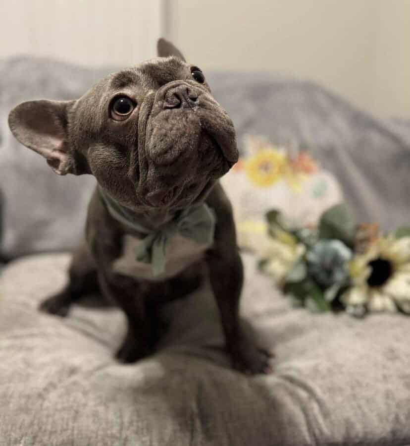 Frenchie image 2