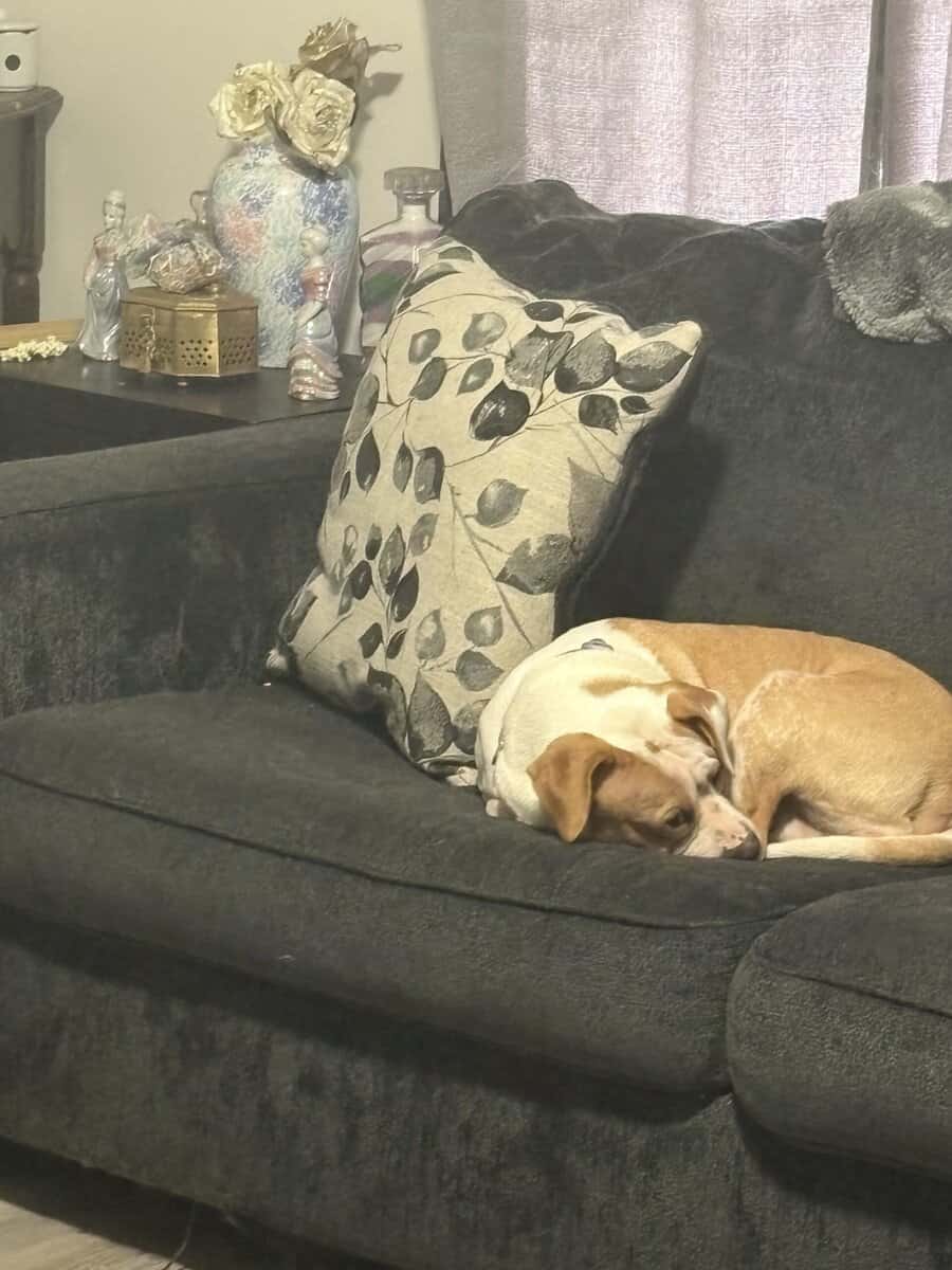 Beautiful, healthy and totally housebroken image 3