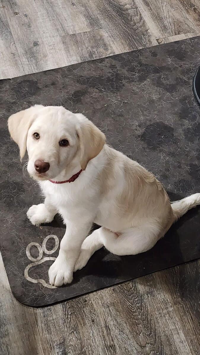 Labradoodle Puppies image 3