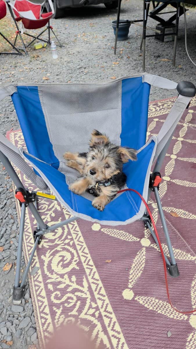 Loveable Yorkie image 4