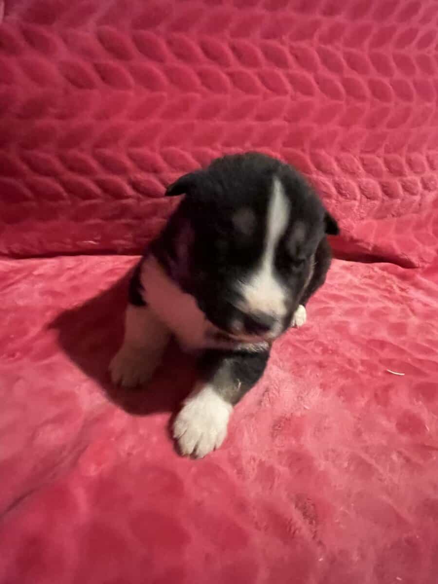 Siberian Husky puppies for sale 4 males 4 females. image 2