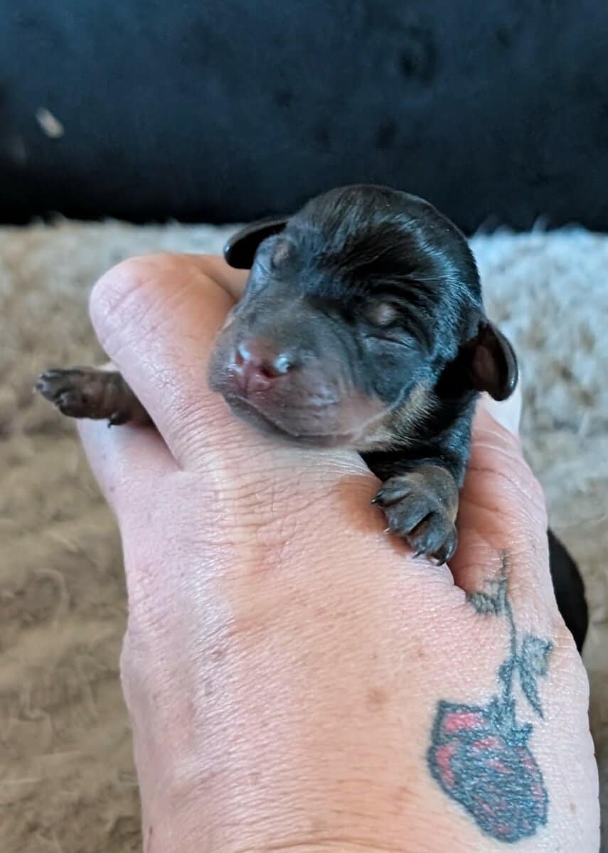 Min pins puppies image 2