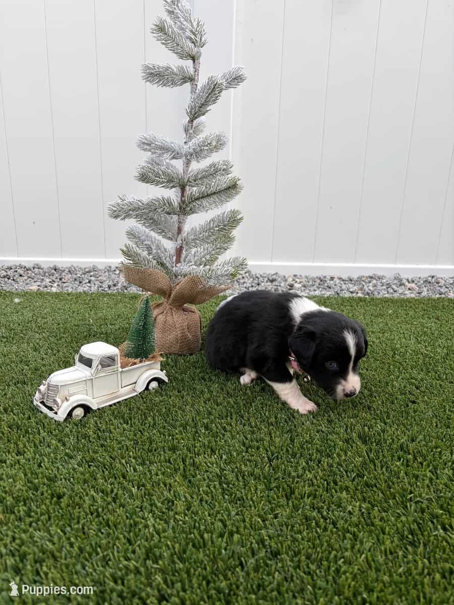 Black Tri - Mini Australian Shepard (Blue Eyes) image 2