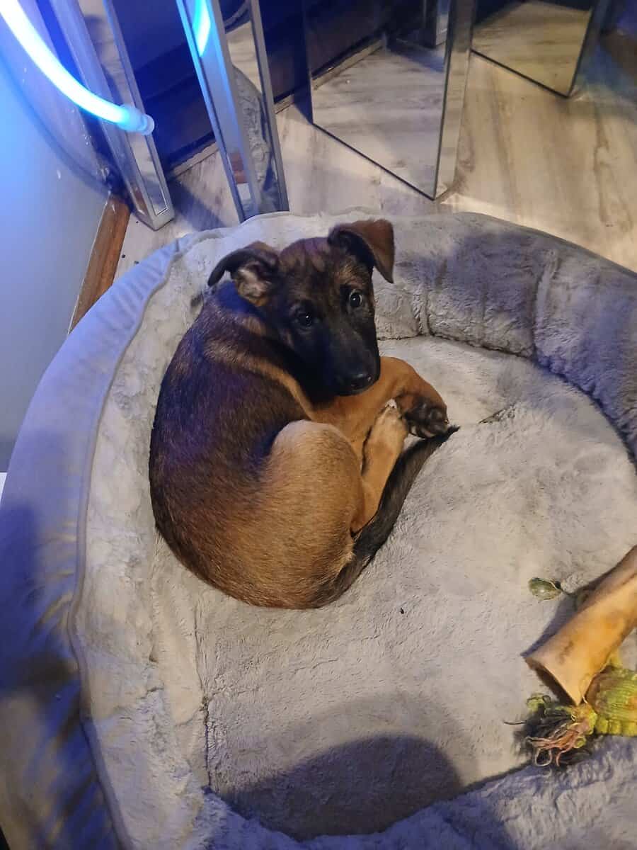 Belgian malinois/ cane corso mix pups image 2