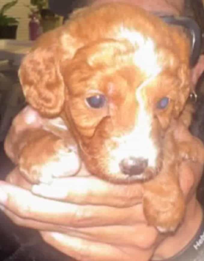 Adorable Golden Doodle Puppy - image 1