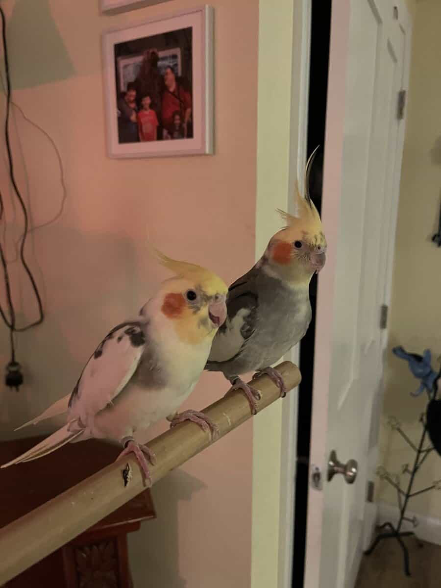 Two male cockatiels image 1