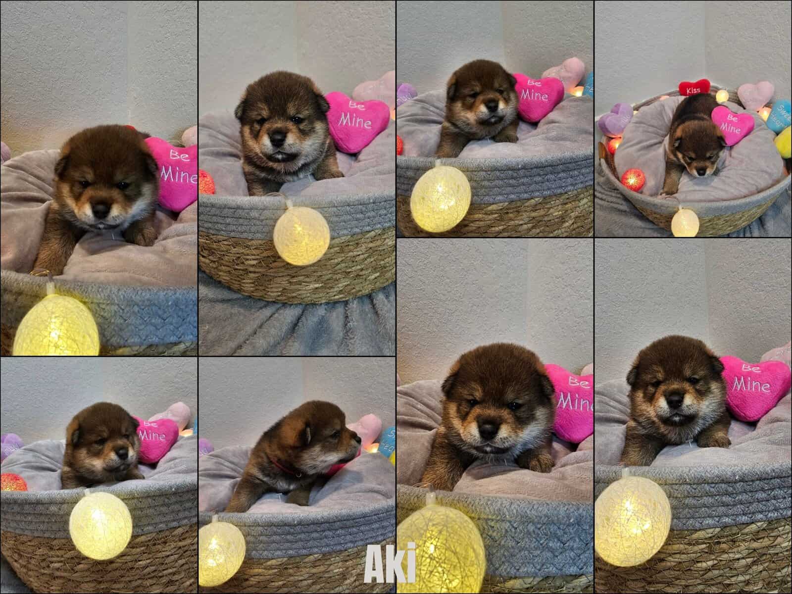 Shiba Inu Puppies image 4